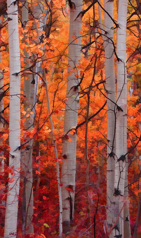 Autumn Splendor by Don Schwartz