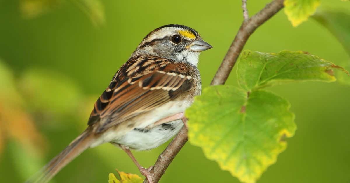 Driven by female taste, bird song remix spreads across North America
