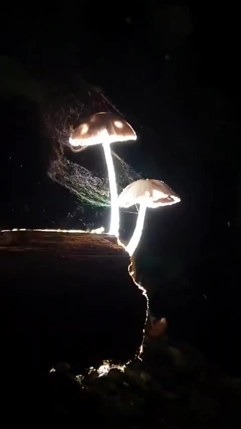 Mushrooms release millions of microscopic spores into the wind to propagate.