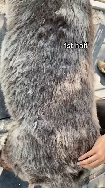 Llama getting sheared