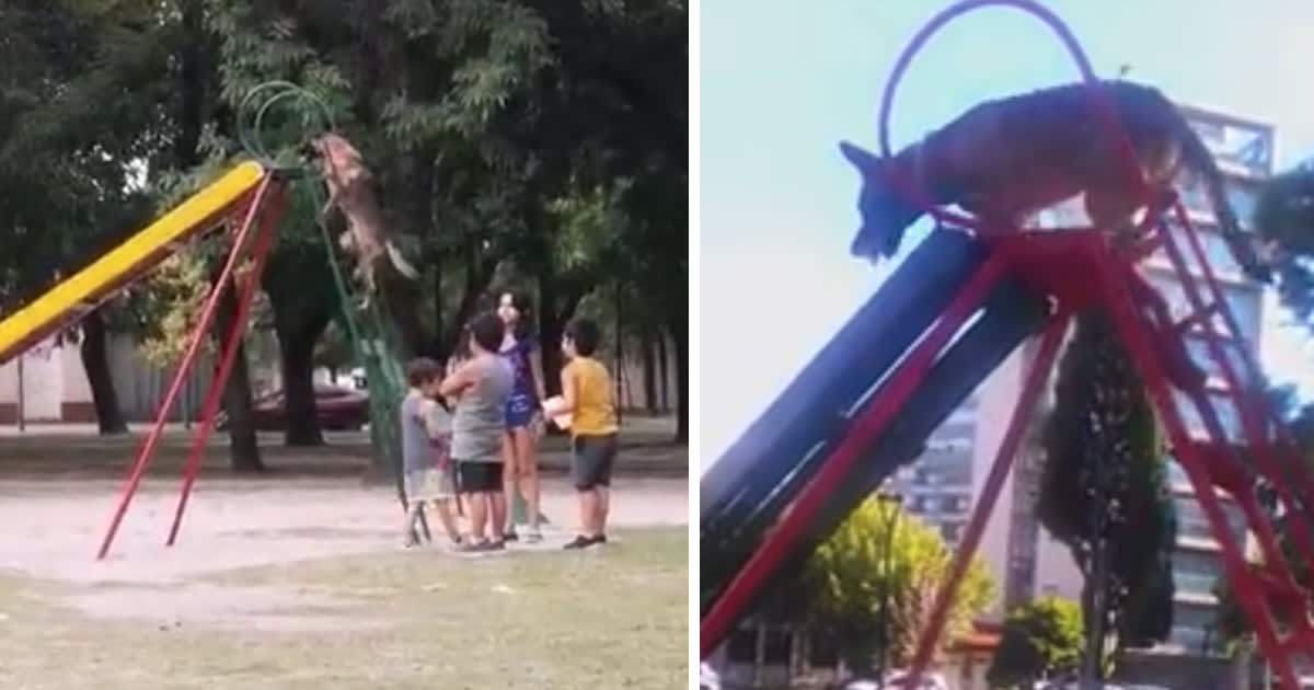 Kids Can Only Watch As Playful Dog Hogs The Slide All To Herself »