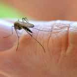 https://www.yourcareeverywhere.com/health-research/health-insights/skin--nail-and-hair-care-insights/mosquito-bite-allergy.html