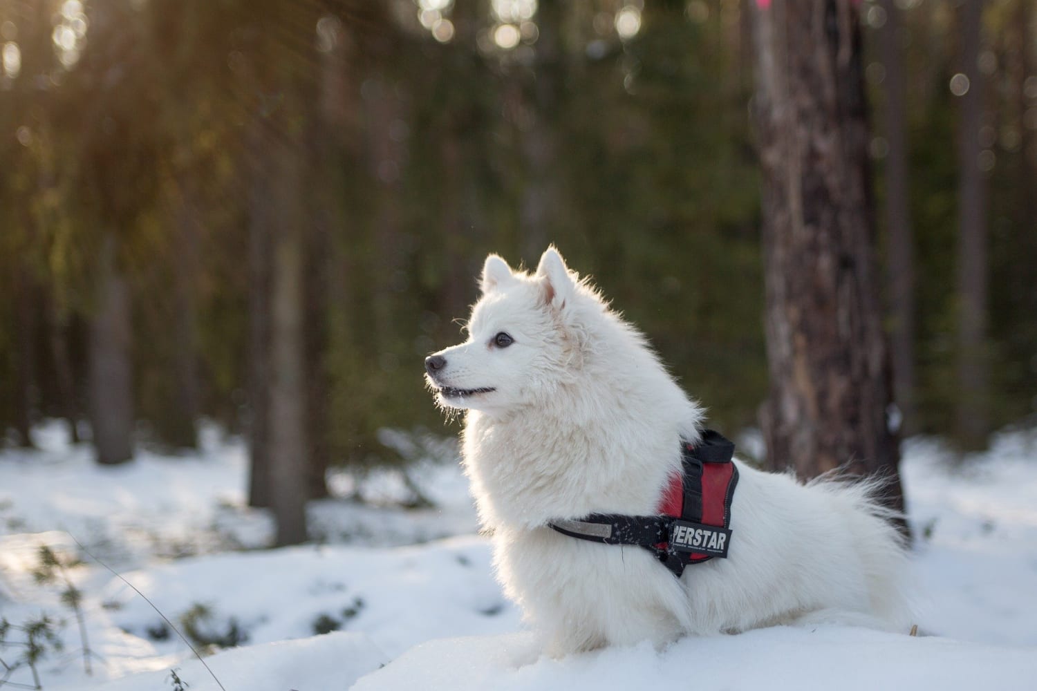 Cold Weather Safety for Dogs