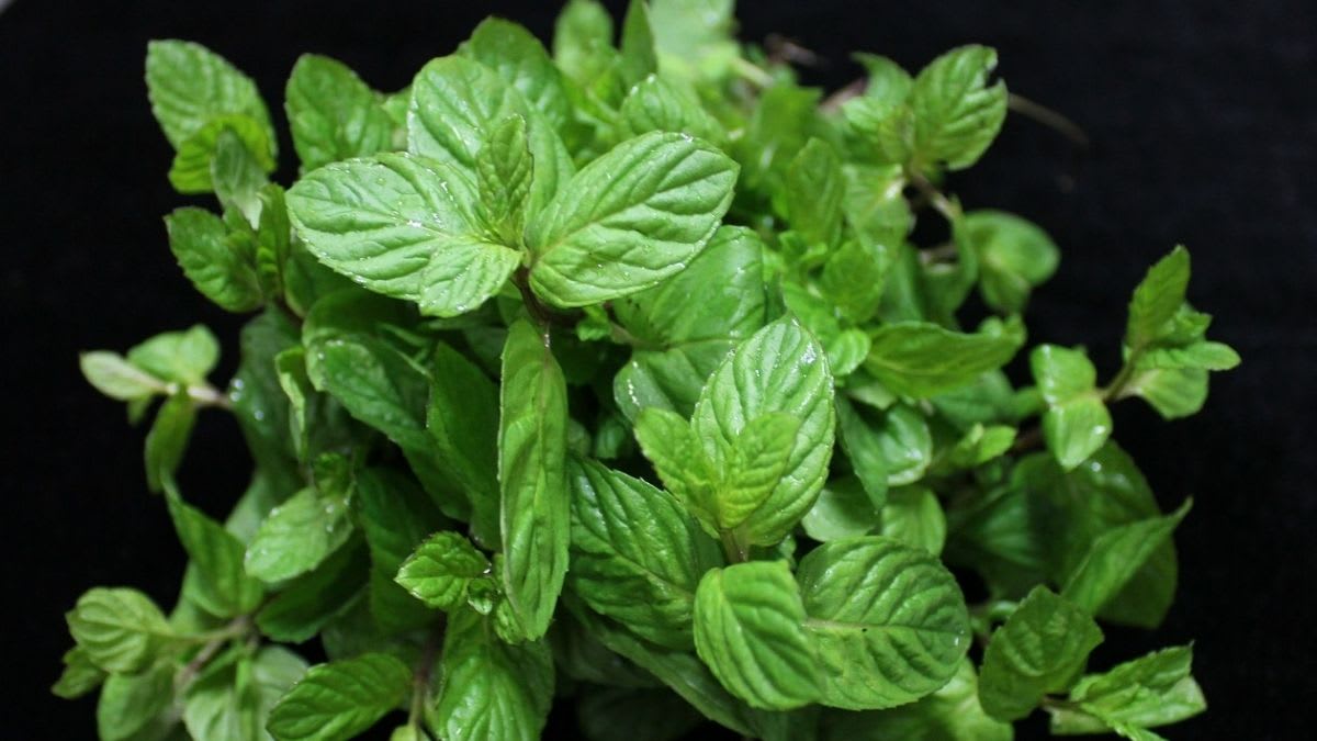 Impressive Health Benefits and Other Uses of Mint Leaves (Pudina)