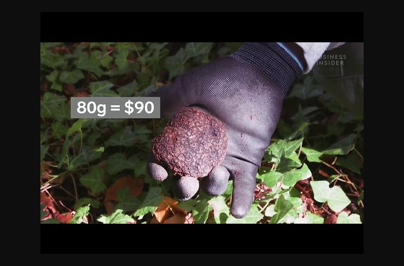 Why Real Truffles Are So Expensive So Expensive