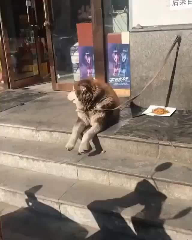 A good doggo waiting for their human!