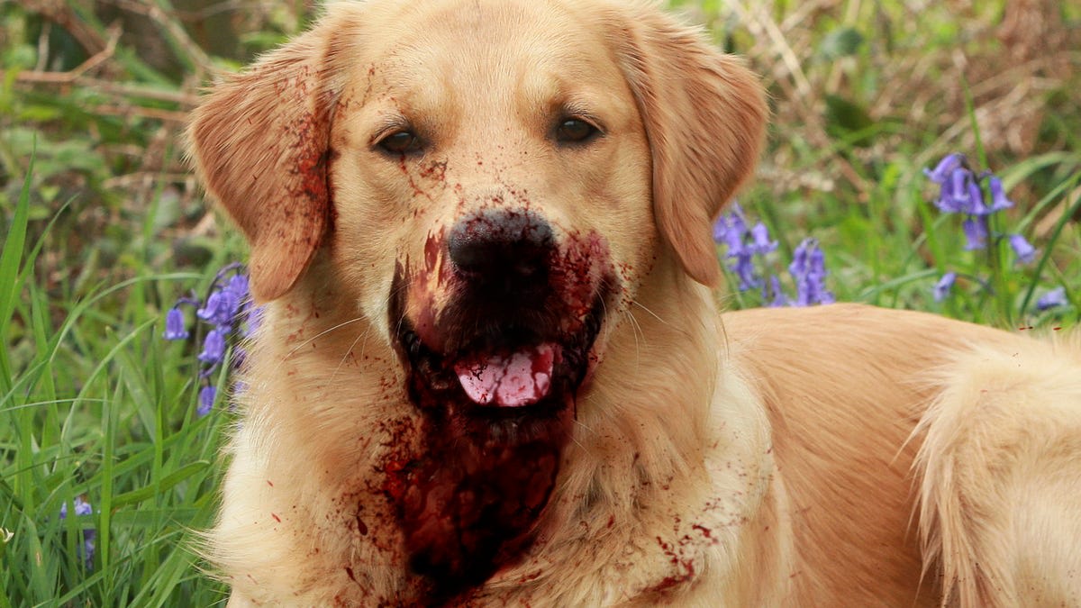 Golden Retriever Mauls 5 In Huge Victory For Pitbull Apologists