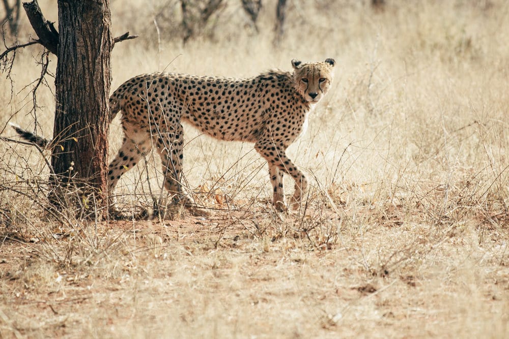 Walking with cheetahs at Okonjima Nature Reserve