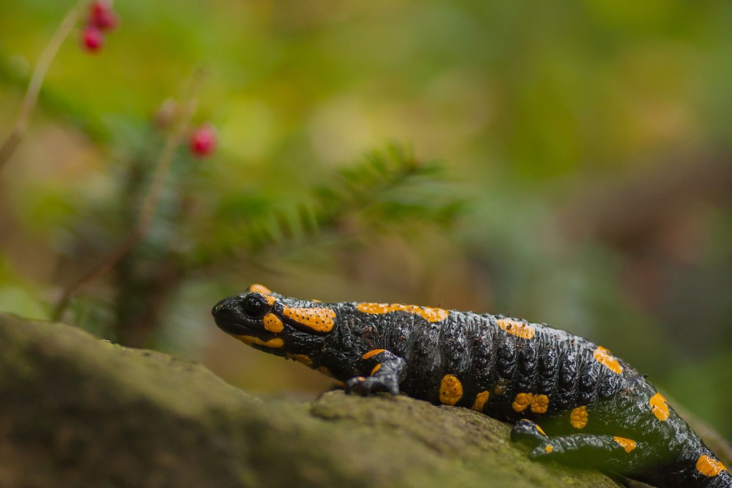 Fire salamander