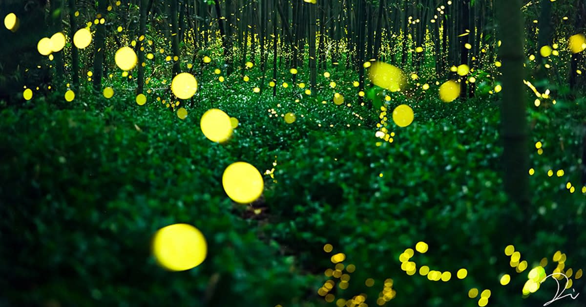 Long-Exposure Photos Capture Illuminated Trails of Fireflies Dancing Through Japanese Forests