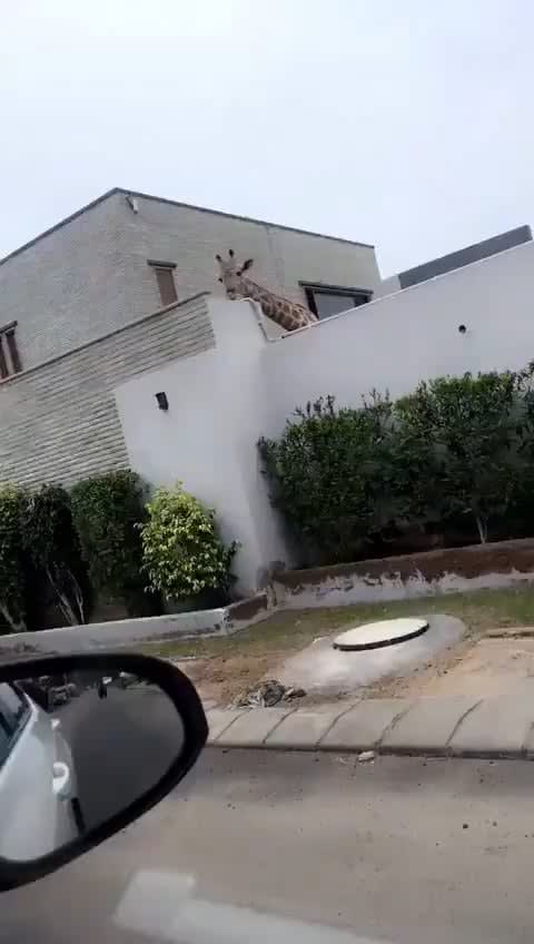 A family in Karachi, Pakistan has giraffes as their pets