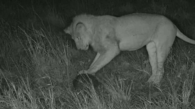 Lion 'plays soccer' with pangolin in rare video