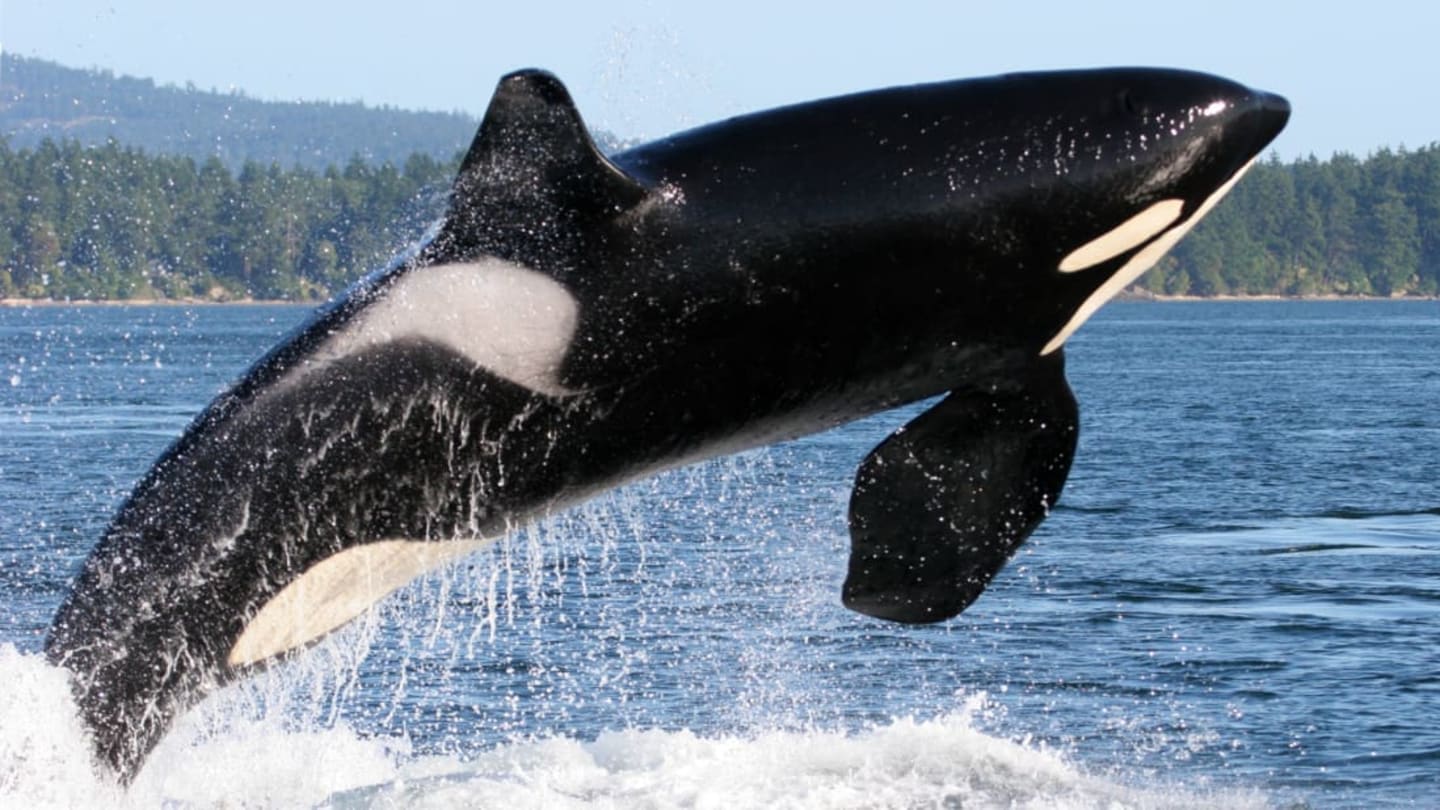 Orca-Strated Attack: Killer Whales Are Crashing Into Boats, Seemingly On Purpose