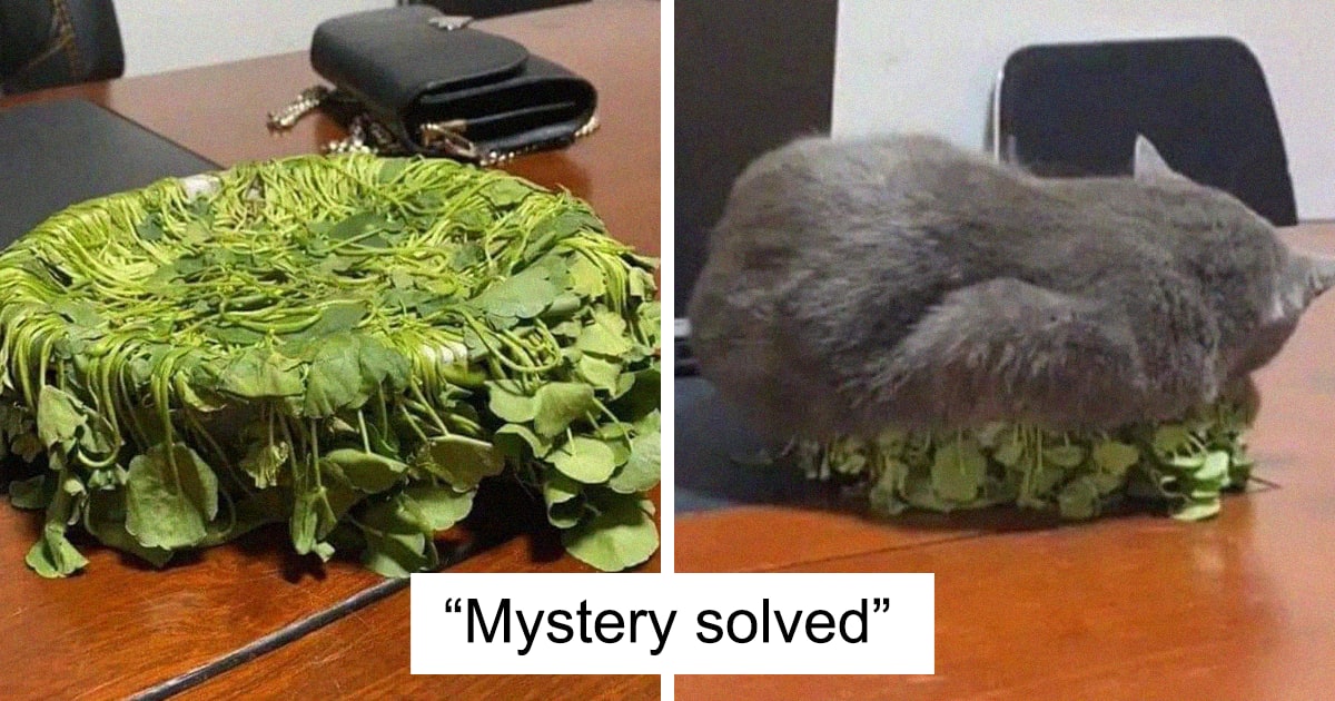 50 Hilarious Cat Posts That You Need To See Right Meow (New Pics)