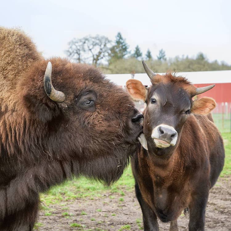 A Lonely Guarded Blind Bison Finds a Best Friend in a Young Jersey Cow at an Oregon Sanctuary