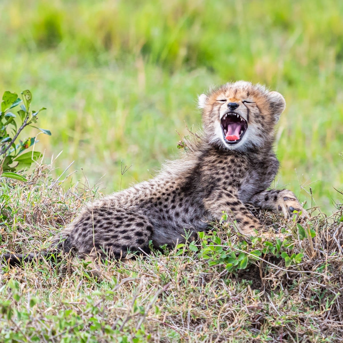 So sleeeeepy 💤⁣ ⁣ Cheetah cubs are born with with a long, silver strip