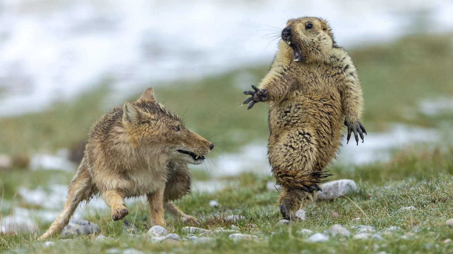 PsBattle: Fox scaring Marmot