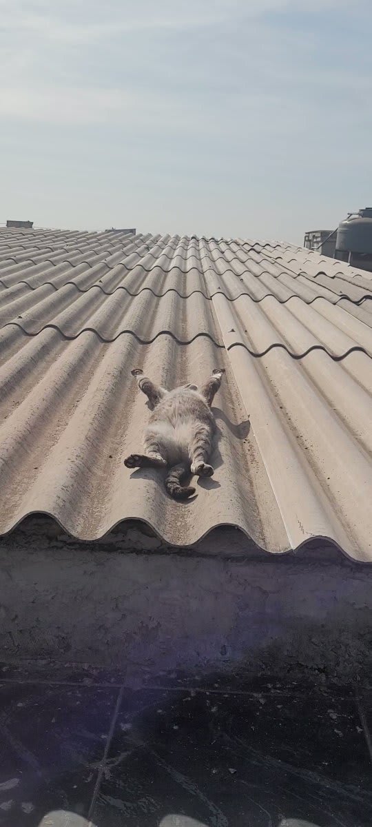 'Caught the cat sunbathing on the roof' 😂 🎥ViralHog
