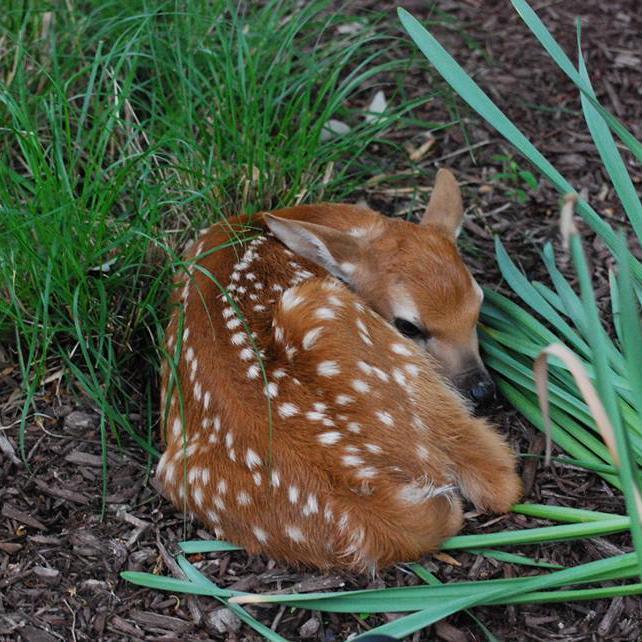 What to Do If You Find Baby Wildlife in Your Neighborhood