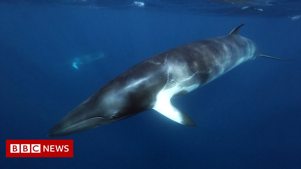 Backlash against 'frightening' tests on whales