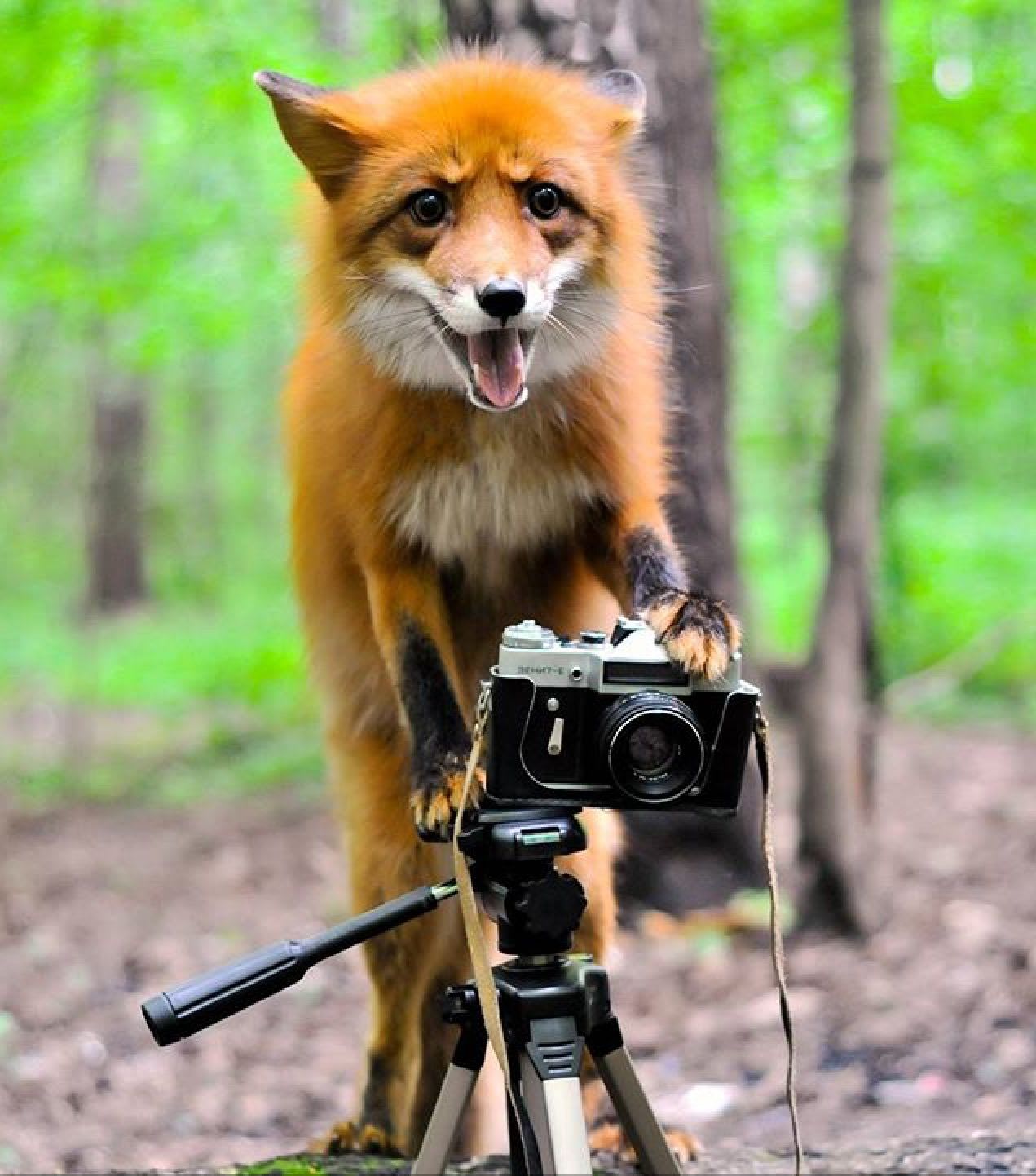A foxtographer