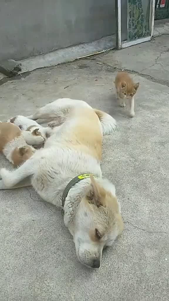 Good girl feeding her puppies and a hungry kitty