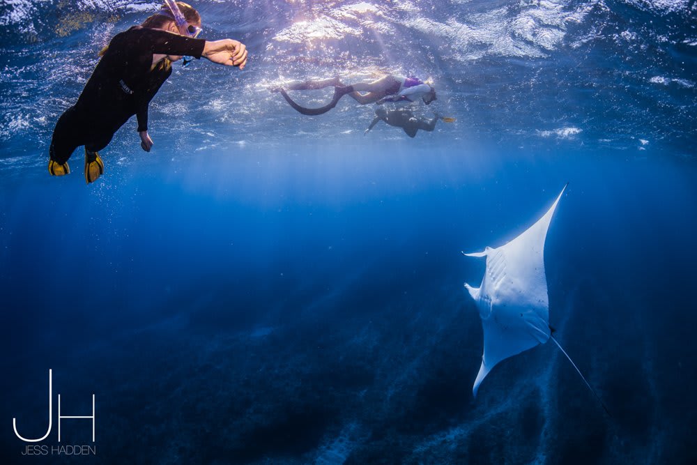 What is the Best Time to Dive with Whale Shark at Ningaloo Reef?