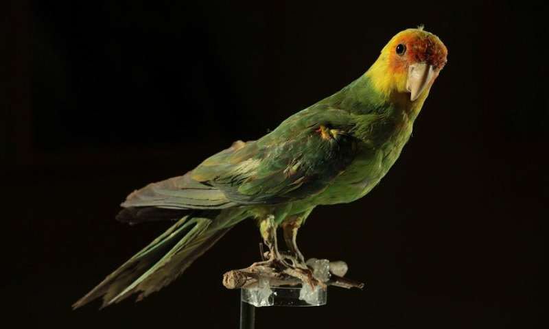 The Extinction of This U.S. Parrot Was Quick and Driven by Humans