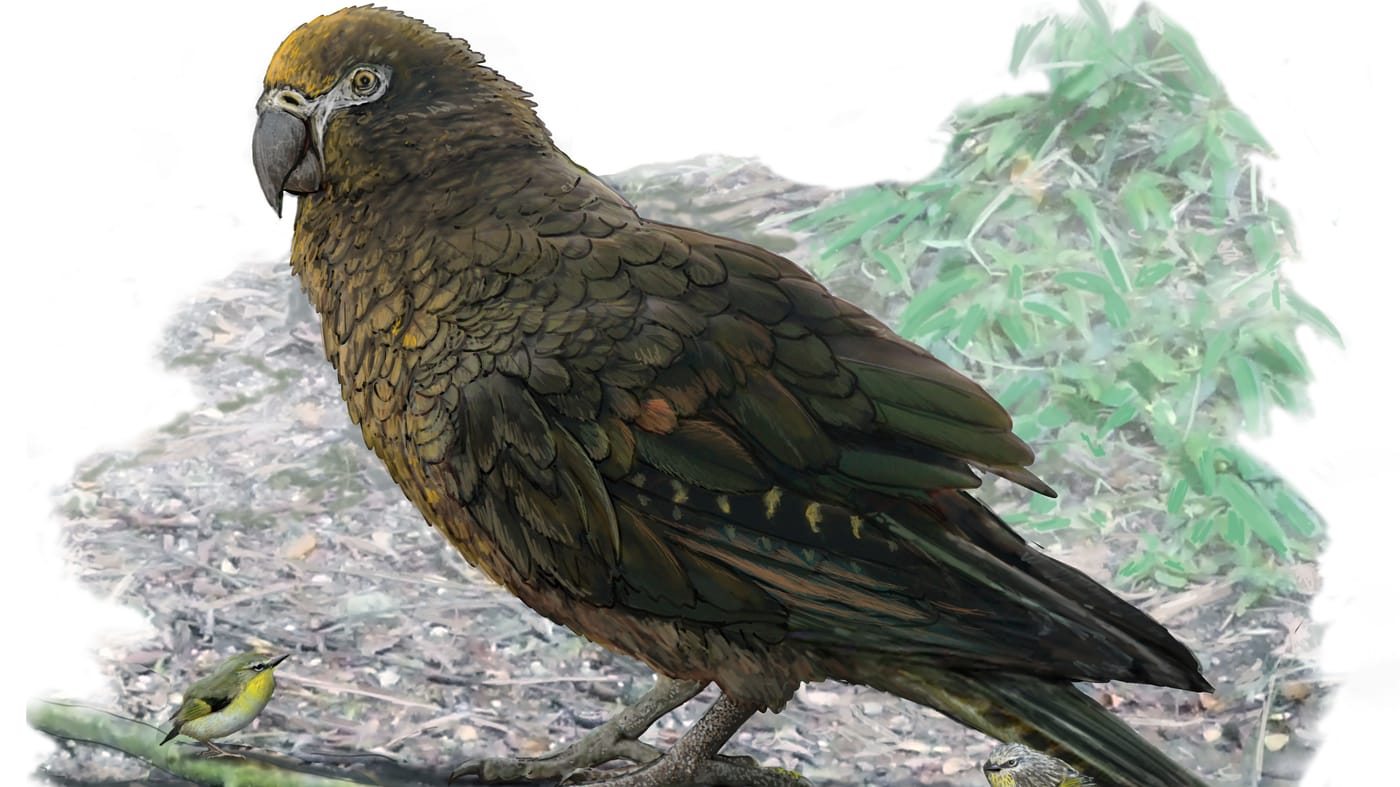 Scientists Discover Prehistoric Giant 'Squawkzilla' Parrot, As Big As Small Child