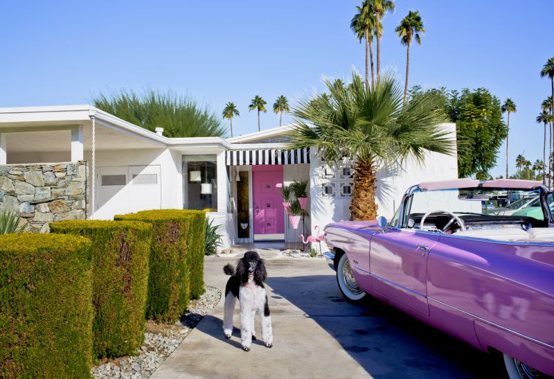 Photographs of precious pups at their famous mid-century modern homes in Palm Springs