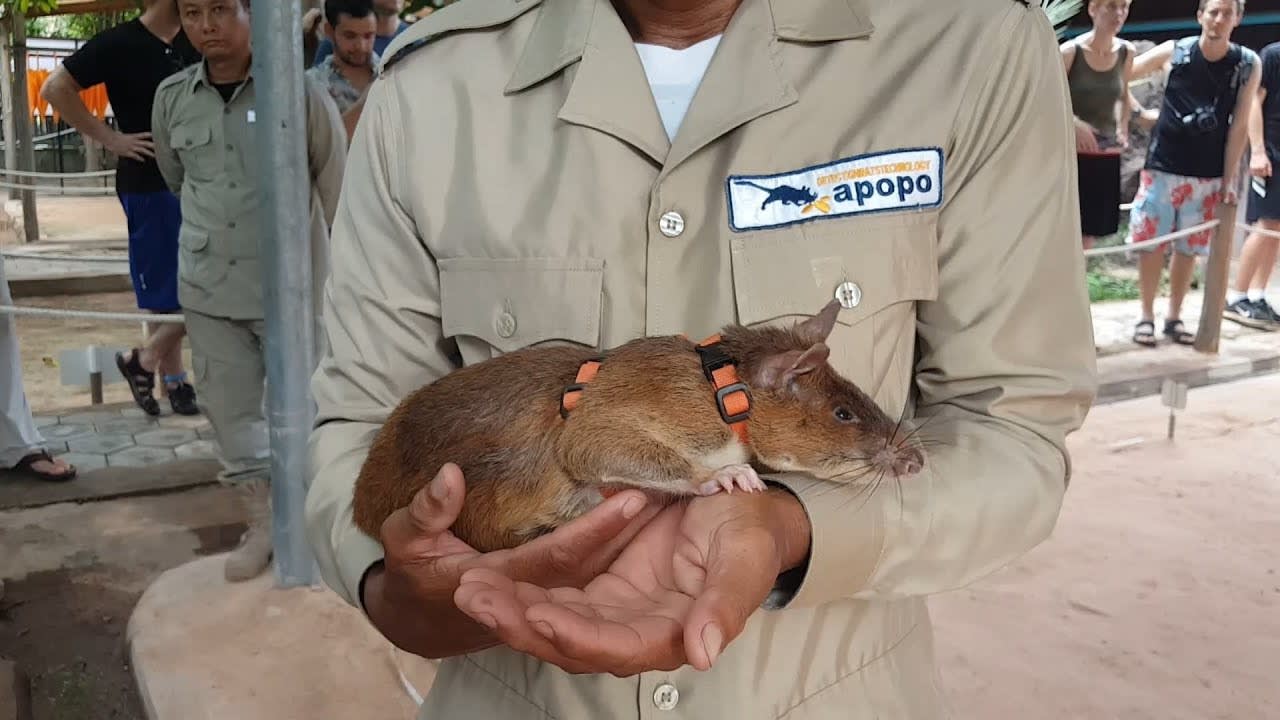 APOPO Visitor Center - Hero Rats in Siem Reap, Cambodia.