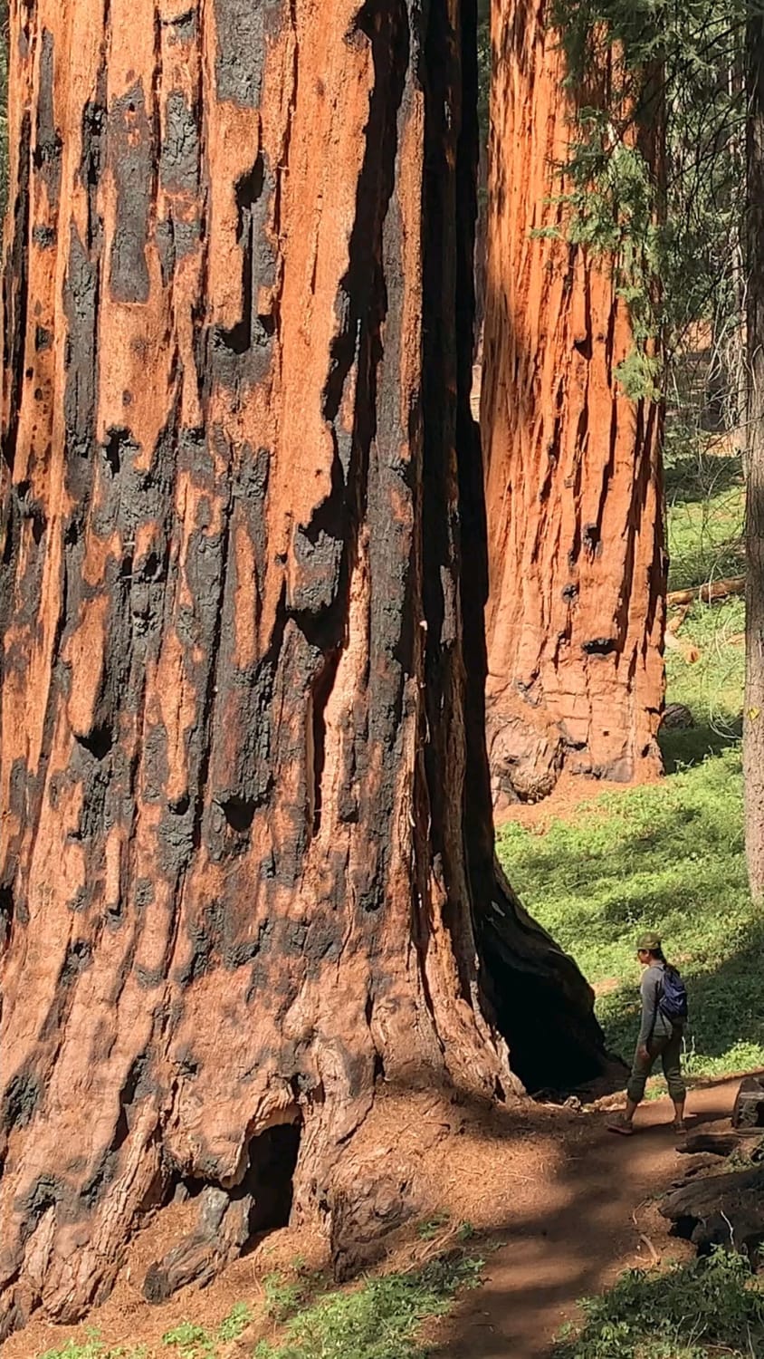 Walking amongst the giants | Sequoia National Park