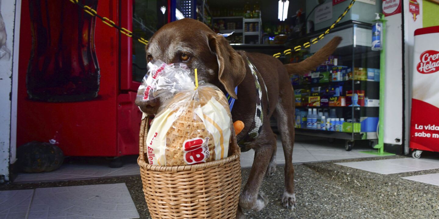 This Dog Is Making Socially Distanced Food Deliveries in Medellin