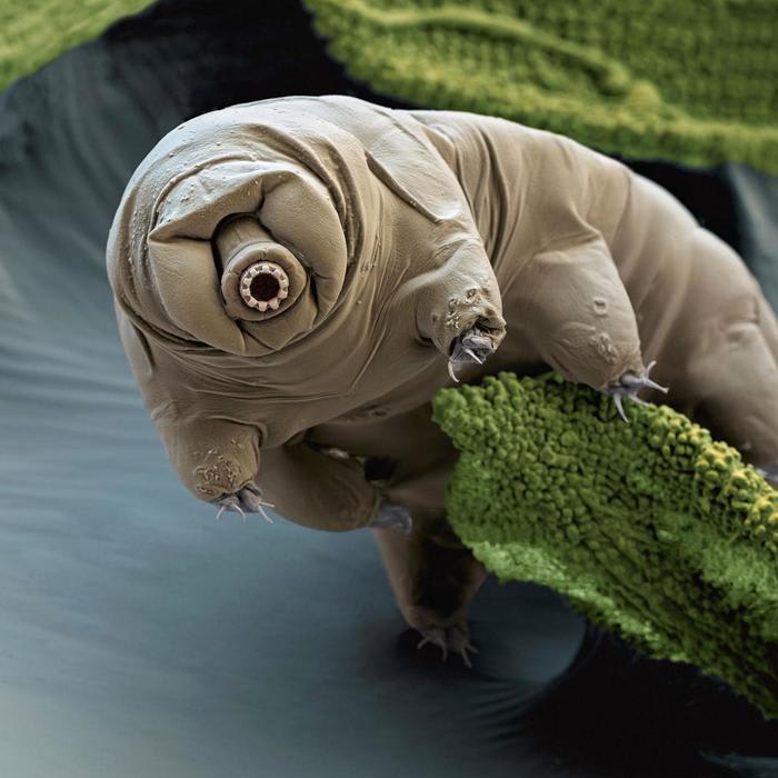 These 'Indestructible' Animals Would Survive a Planet-Wide Apocalypse