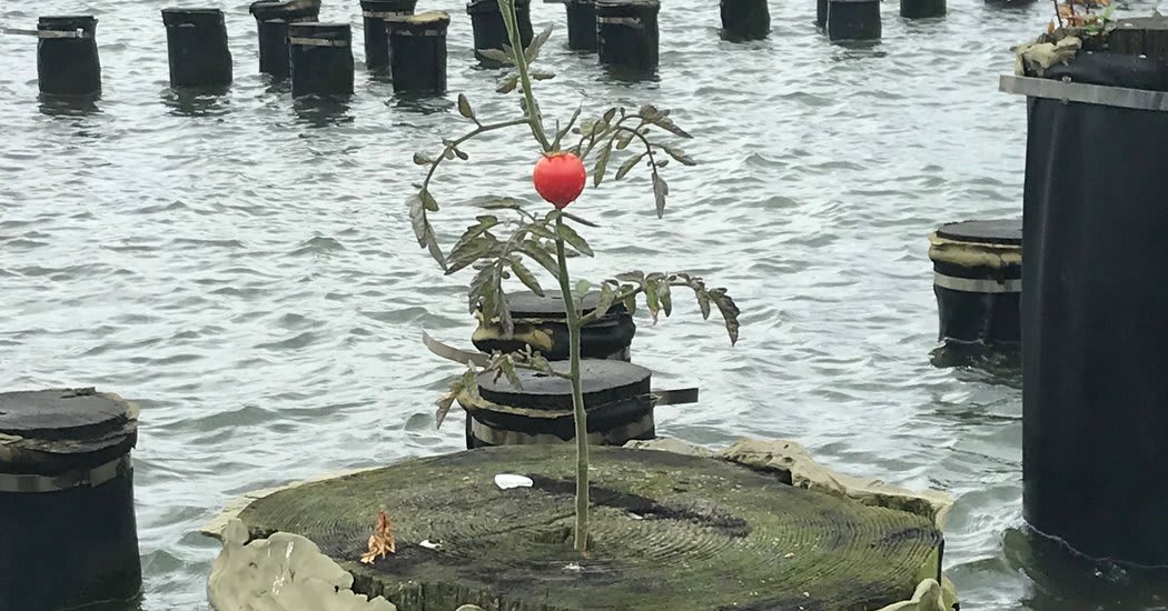 A Tomato Grows in the East River