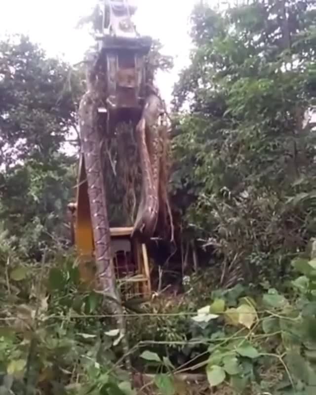 A giant python was found in Indonesia