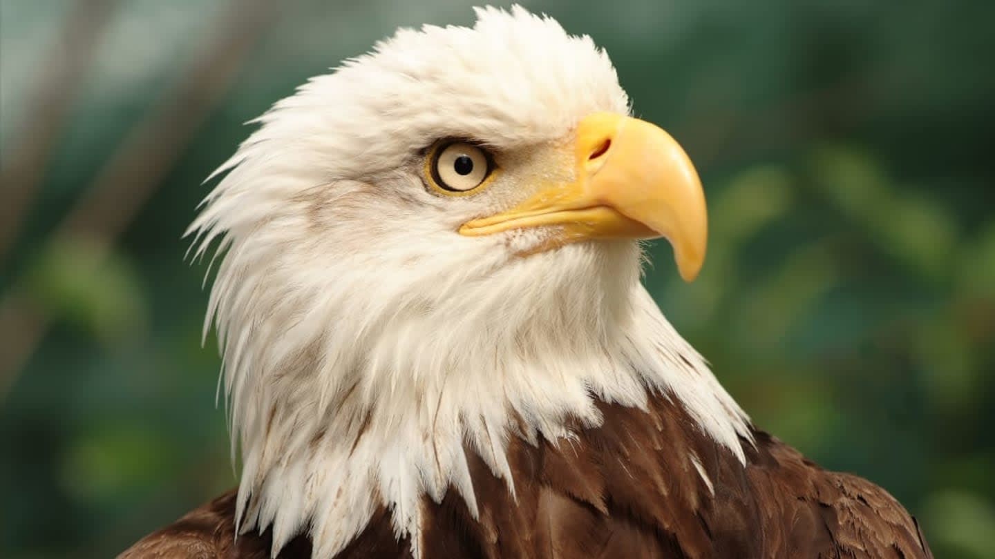 14 Bold Facts About Bald Eagles