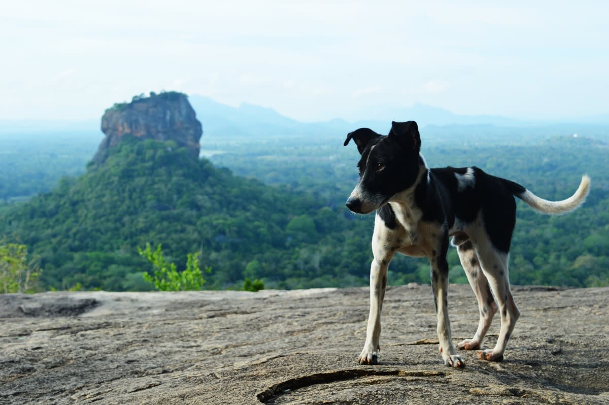Pidurangala Rock: An Early Morning Hike in Sigiriya