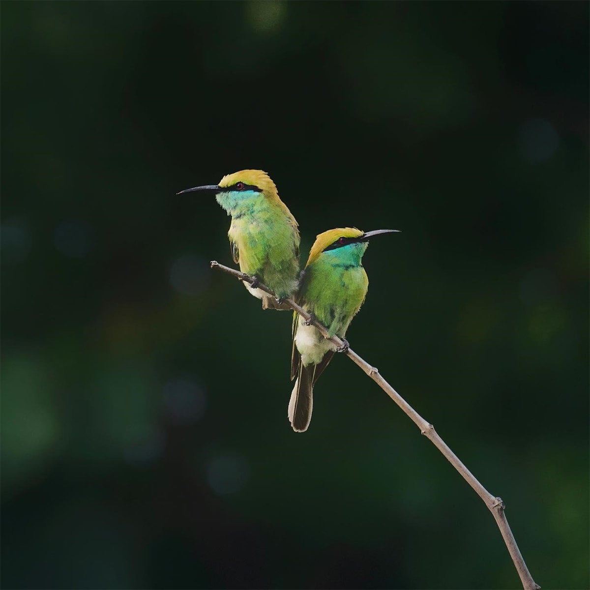 Two bee-eating beauties 🐝⁣ ⁣ As their name would suggest, 80% of a green bee-eater's (Merops orientalis) diet is made up from honeybees. ⁣ ⁣ EarthCapture by Raj_photography