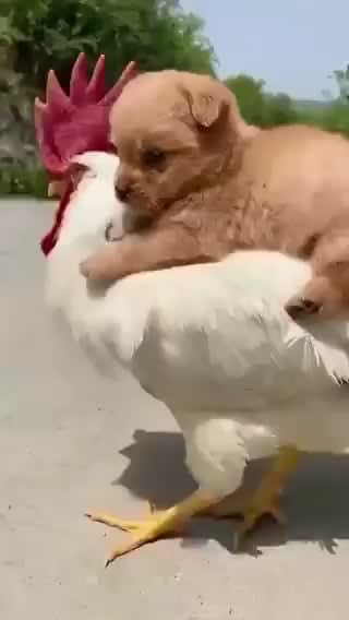 Apologies if you’ve already seen a puppy riding a chicken today.