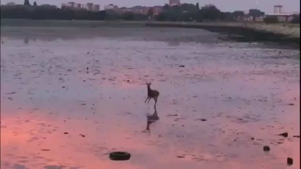 A deer goes for a morning skip along the beach