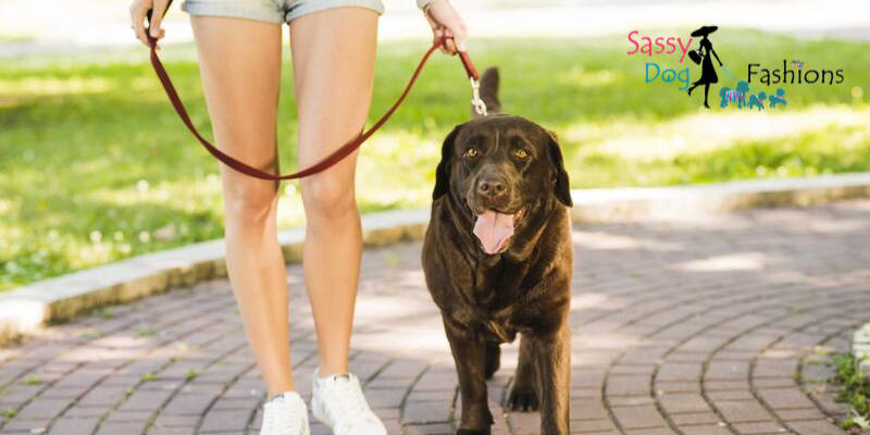 6 Common Dog Walking Mistakes You're Making