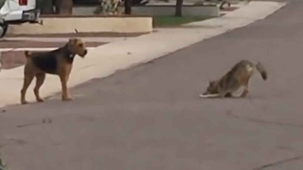 Dog And Coyote Become The Best Of Friends