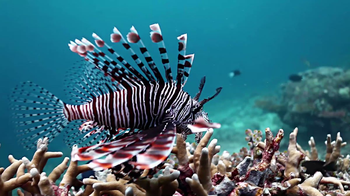 WATCH: Lionfish are perhaps the most well-known invasive ocean species, with these spiky fish wreaking havoc on reefs in the Caribbean Sea, Gulf of Mexico, and the Atlantic.