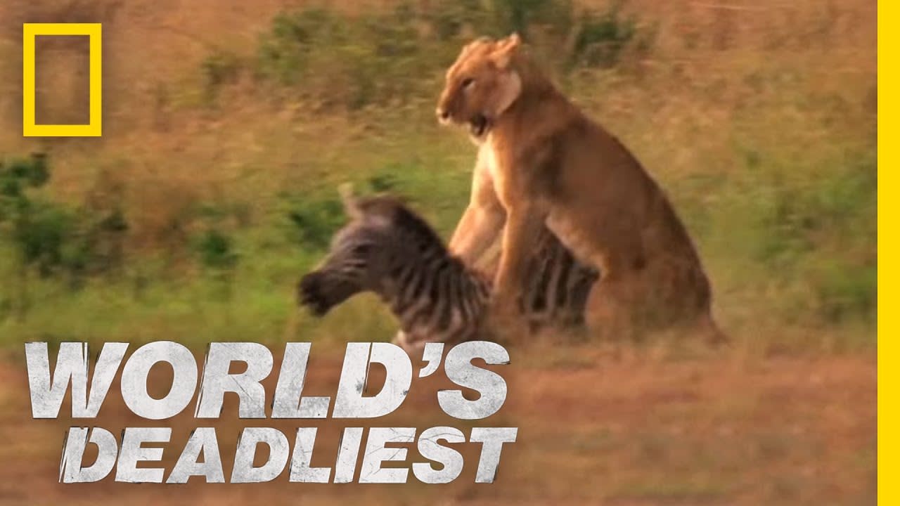 Lion's Killer Claws | World's Deadliest