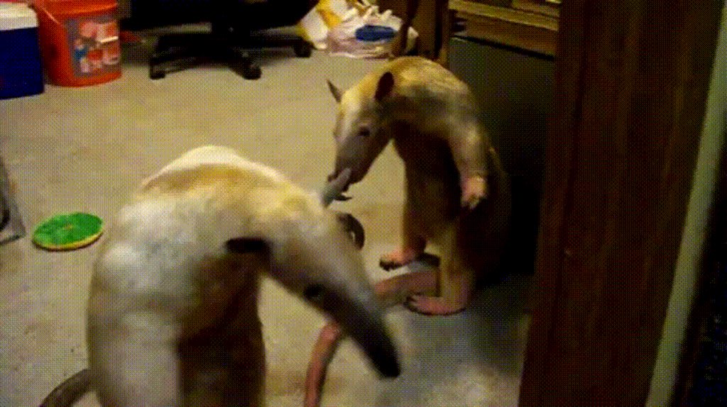 Anteaters Standing Up