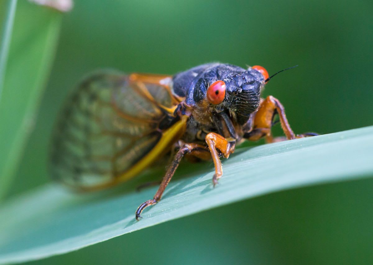 17-year cicadas all set to buzz around North Carolina, Virginia, and West Virginia