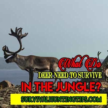 What Do Deer Need To Survive In The Jungle? - Survival Hunting Tips