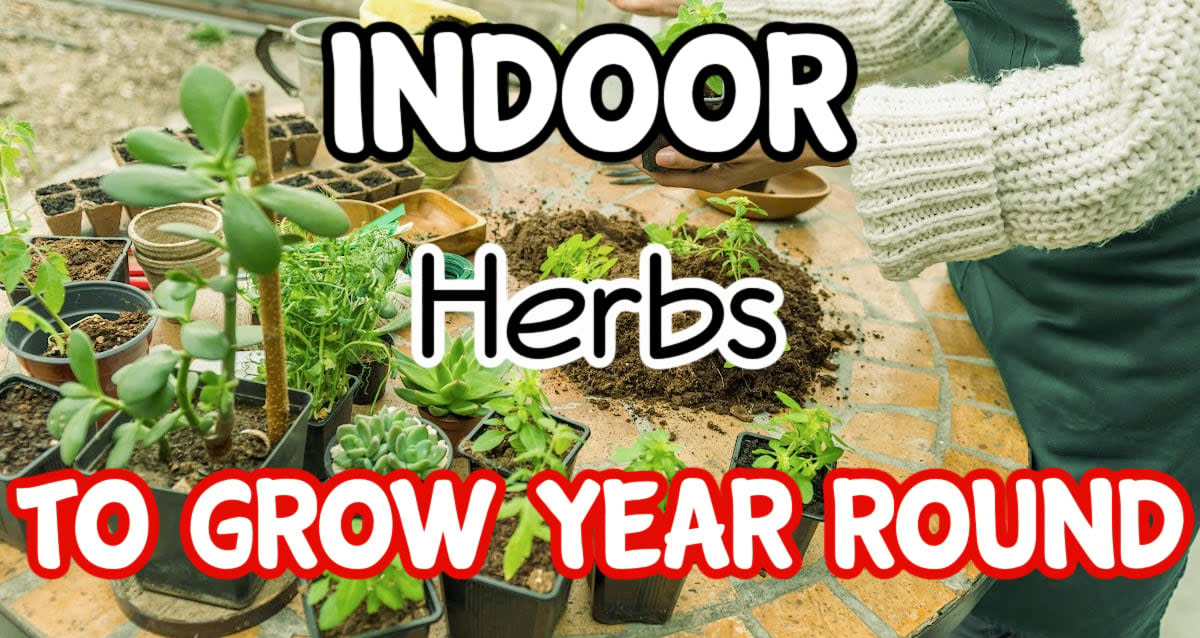 Houseplant Herbs To Grow Year Round – Dian Farmer Learning To Grow Our Own Food