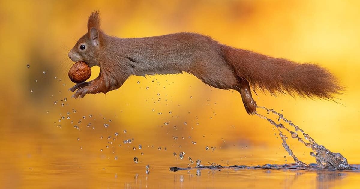 Photographer Captures the Precise Moment a Quick Little Squirrel Leaps Over Water With a Nut